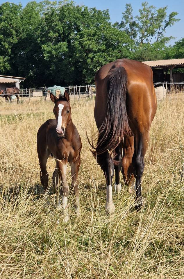 Puledra Sella Francese In vendita 2025 Baio scuro ,  Consul dl vie Z