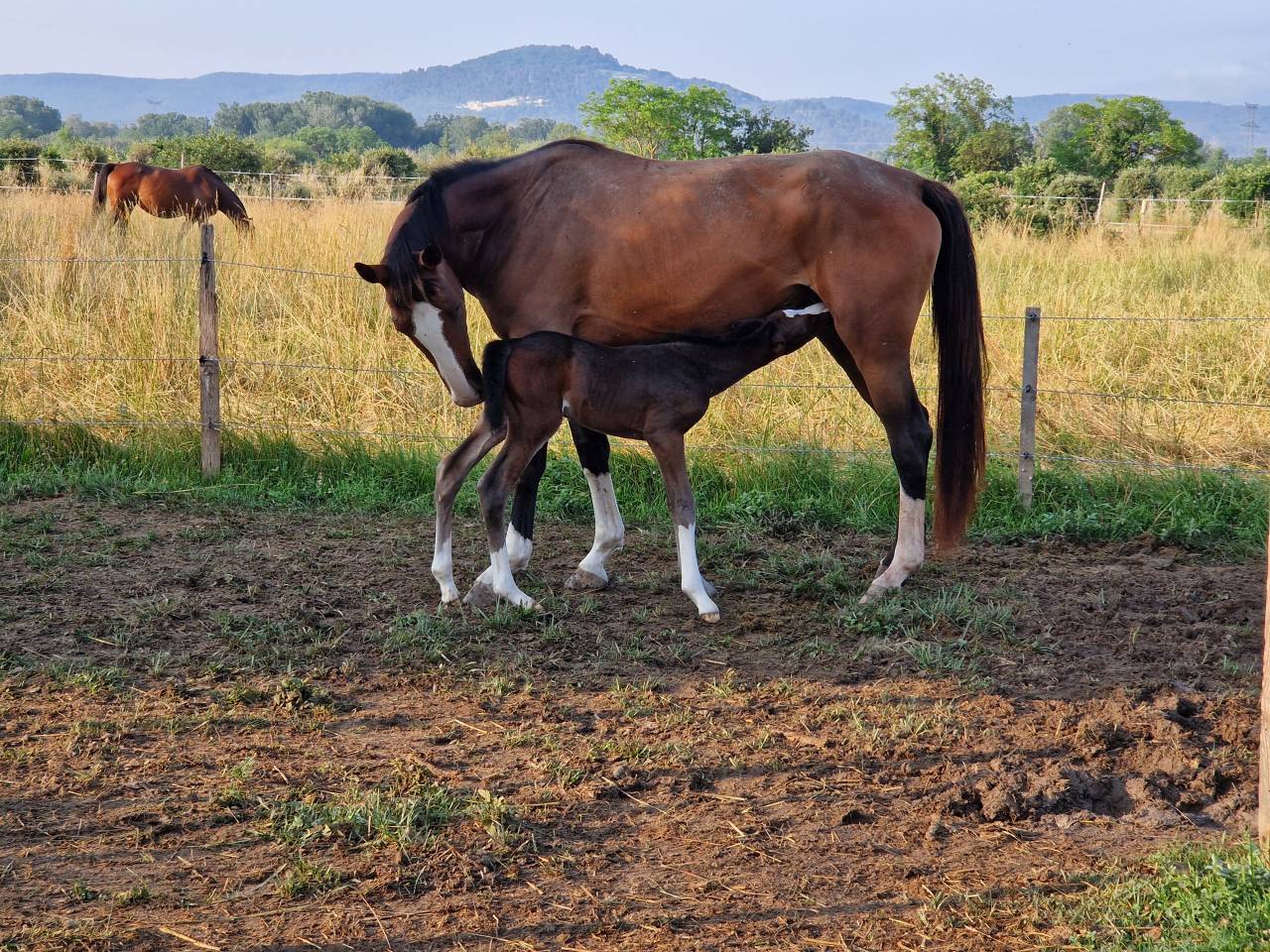 Puledra Sella Francese In vendita 2025 Baio scuro ,  Consul dl vie Z