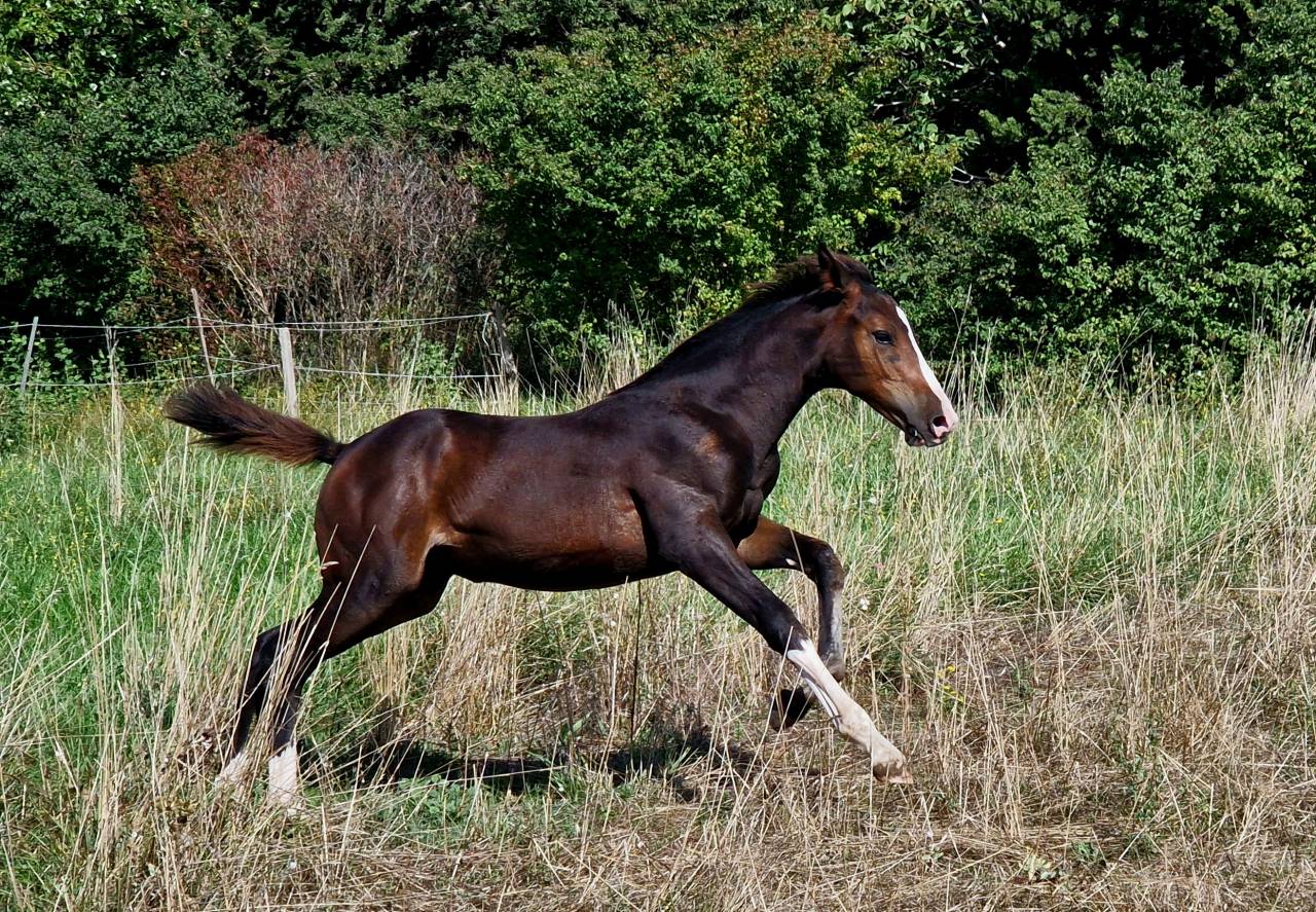 Puledra Sella Francese In vendita 2025 Baio scuro ,  Consul dl vie Z