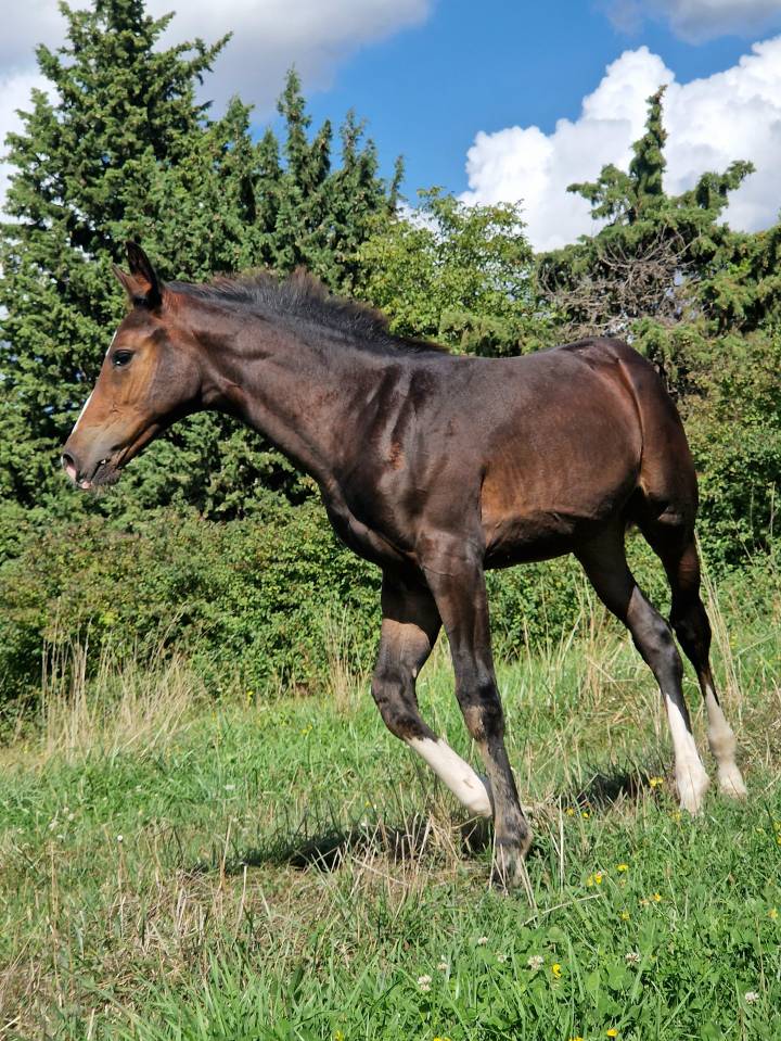 Puledra Sella Francese In vendita 2025 Baio scuro ,  Consul dl vie Z