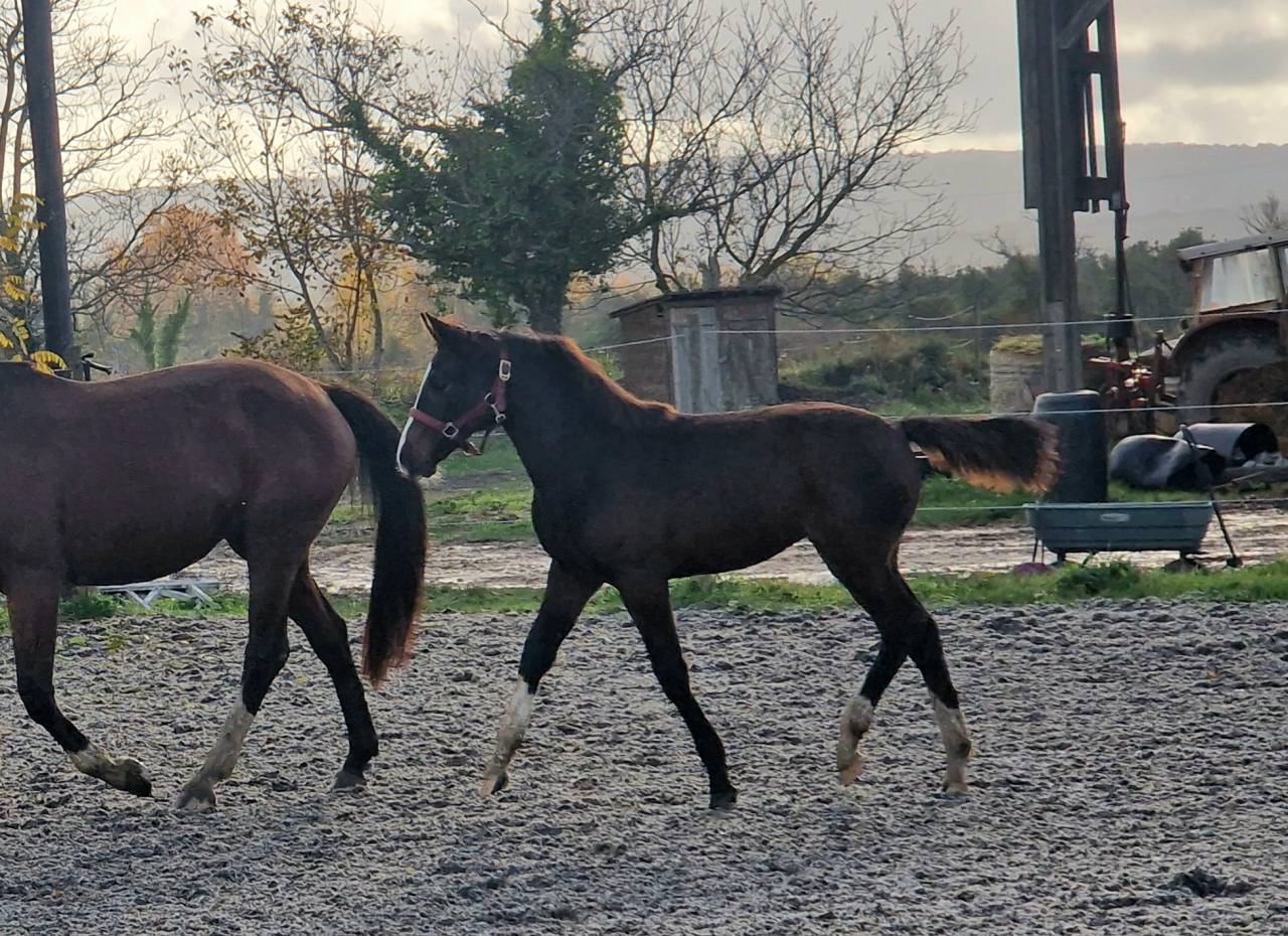 Puledra Sella Francese In vendita 2025 Baio scuro ,  Consul dl vie Z