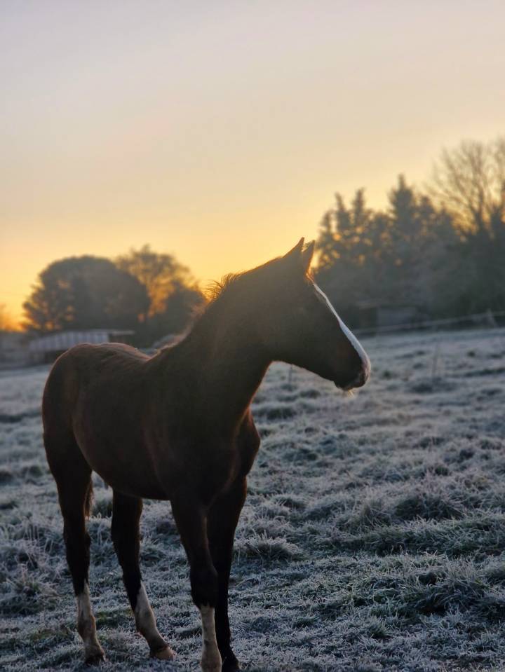 Puledra Sella Francese In vendita 2025 Baio scuro ,  Consul dl vie Z