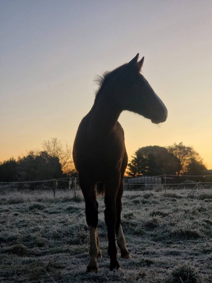 Puledra Sella Francese In vendita 2025 Baio scuro ,  Consul dl vie Z