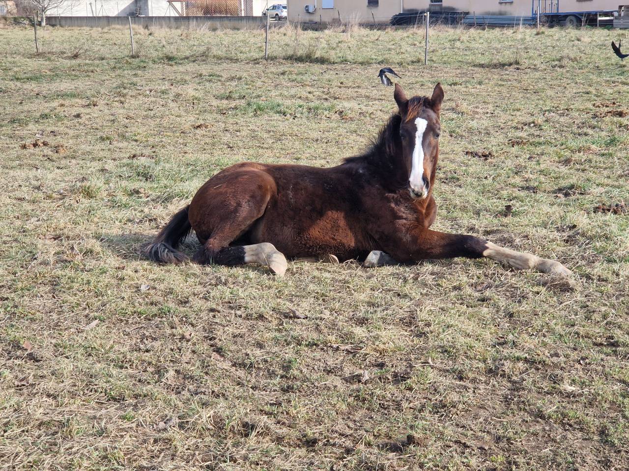 Puledra Sella Francese In vendita 2025 Baio scuro ,  Consul dl vie Z