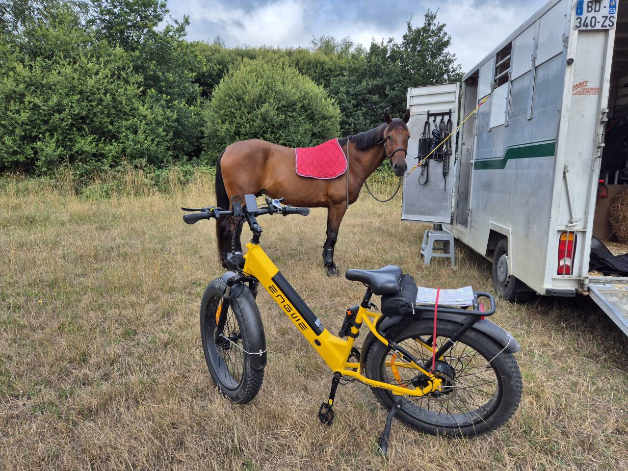 Castrone Wielkopolski  In vendita 2014 Baio ,  KLASYK