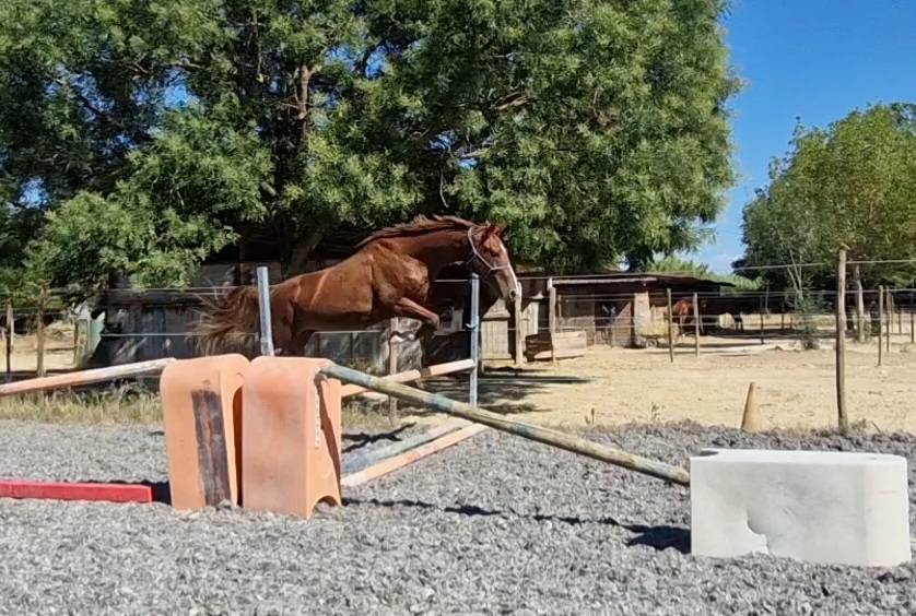 Castrone Sella Francese In vendita 2023 Crine lavato ,  Firth of Lorne