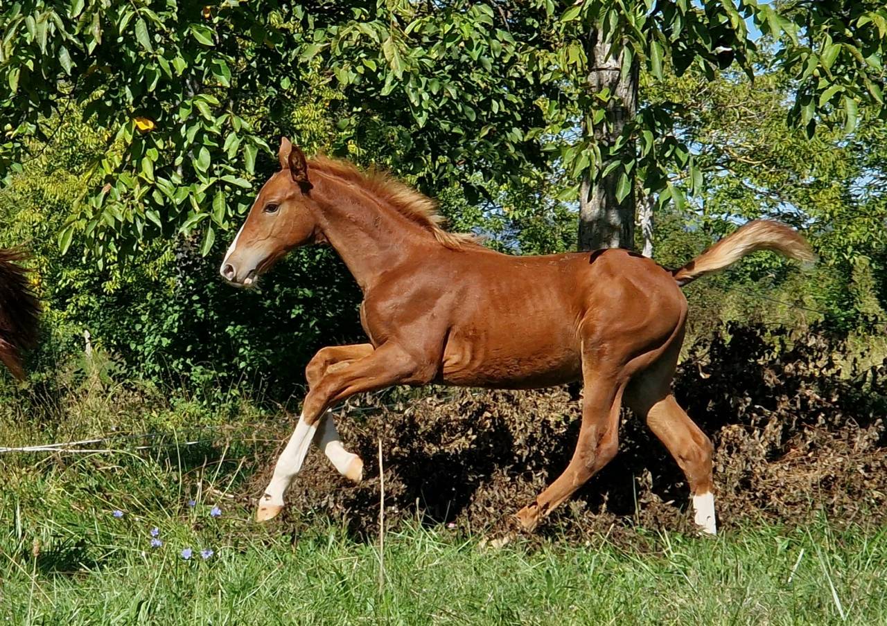 Castrone Sella Francese In vendita 2023 Crine lavato ,  Firth of Lorne