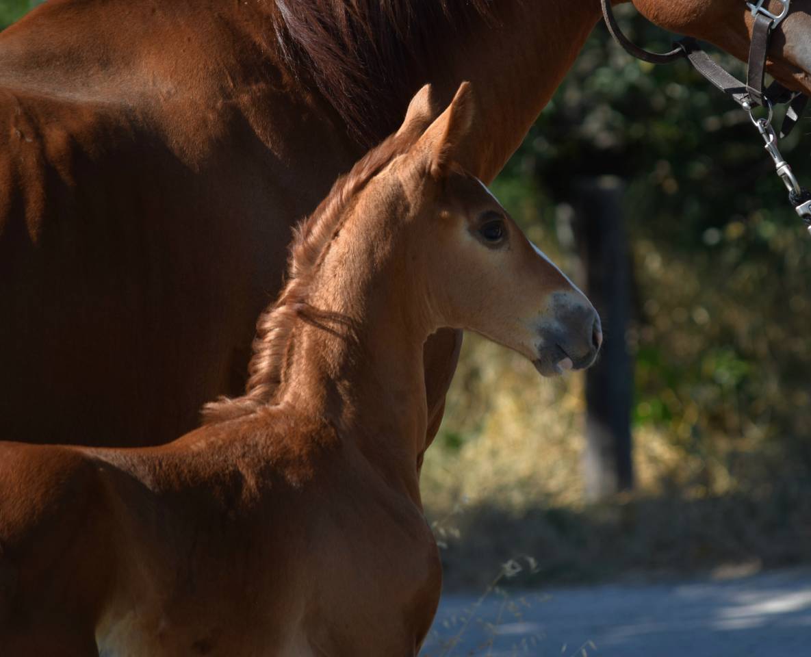 Castrone Sella Francese In vendita 2023 Crine lavato ,  Firth of Lorne