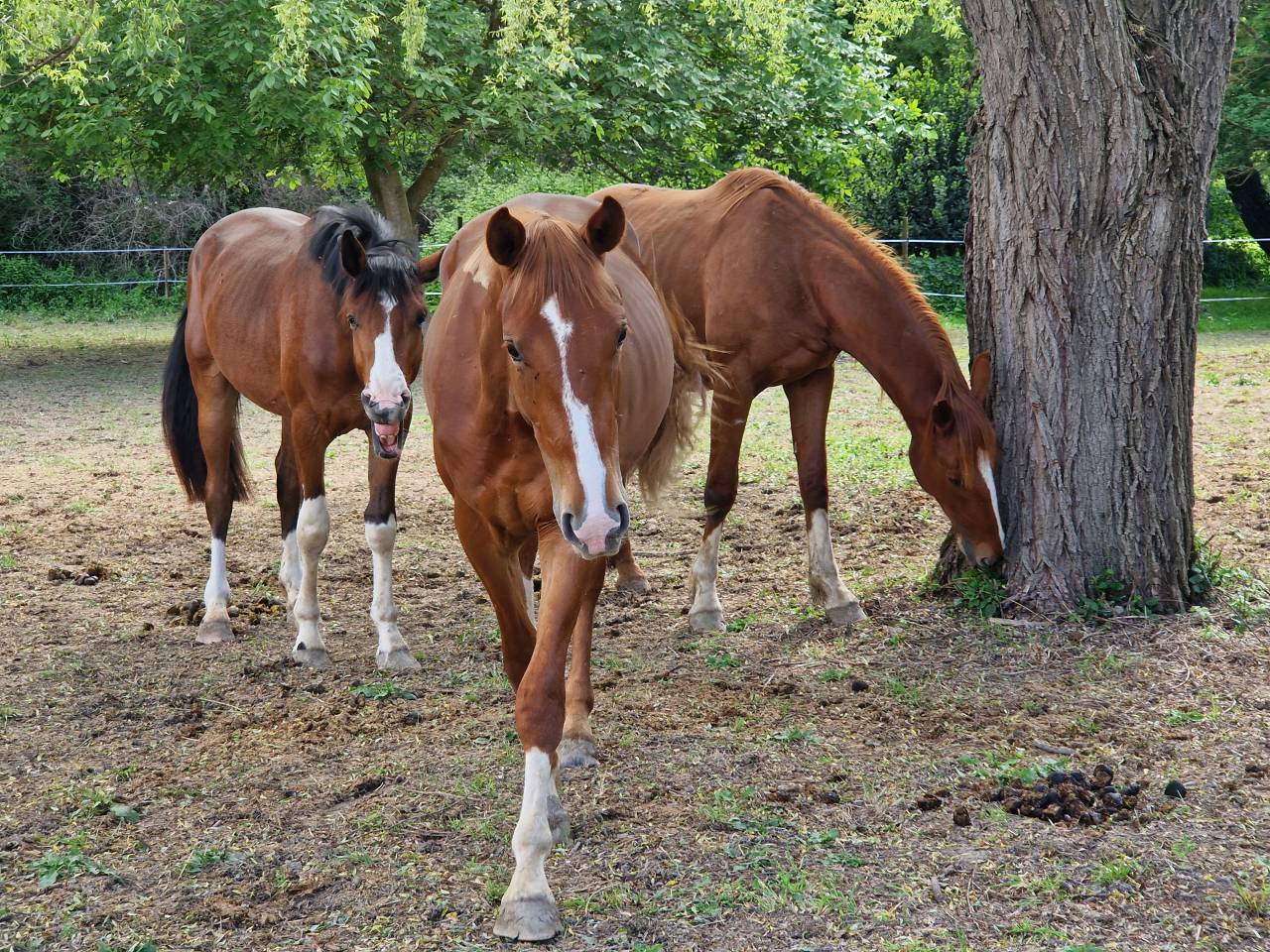 Castrone Sella Francese In vendita 2023 Crine lavato ,  Firth of Lorne