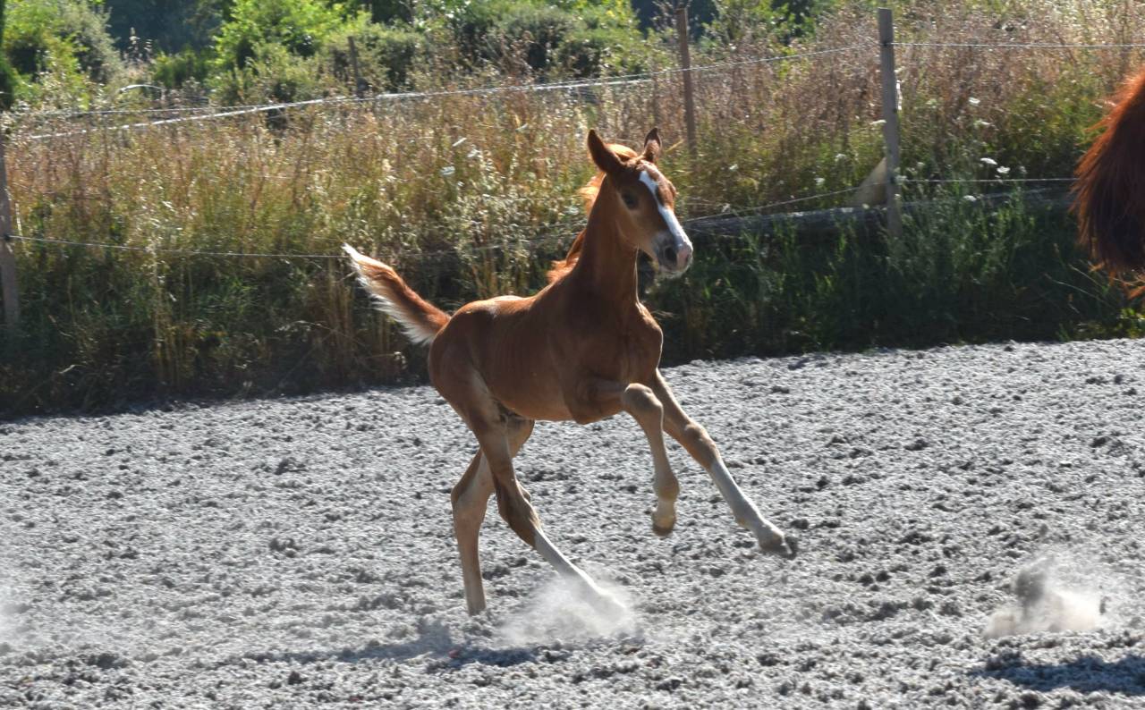 Castrone Sella Francese In vendita 2023 Crine lavato ,  Firth of Lorne