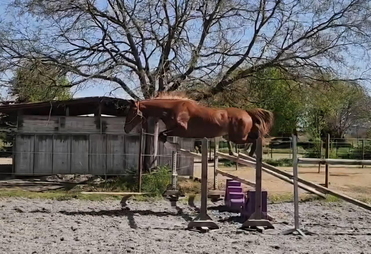 Castrone Sella Francese In vendita 2023 Crine lavato ,  Firth of Lorne
