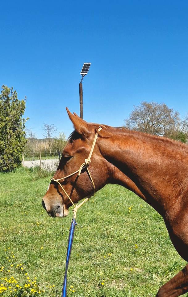 Castrone Sella Francese In vendita 2023 Crine lavato ,  Firth of Lorne