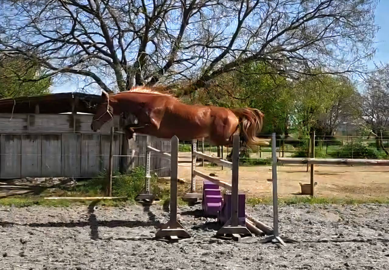 Castrone Sella Francese In vendita 2023 Crine lavato ,  Firth of Lorne