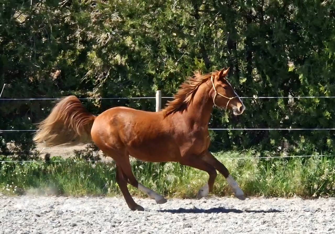 Castrone Sella Francese In vendita 2023 Crine lavato ,  Firth of Lorne
