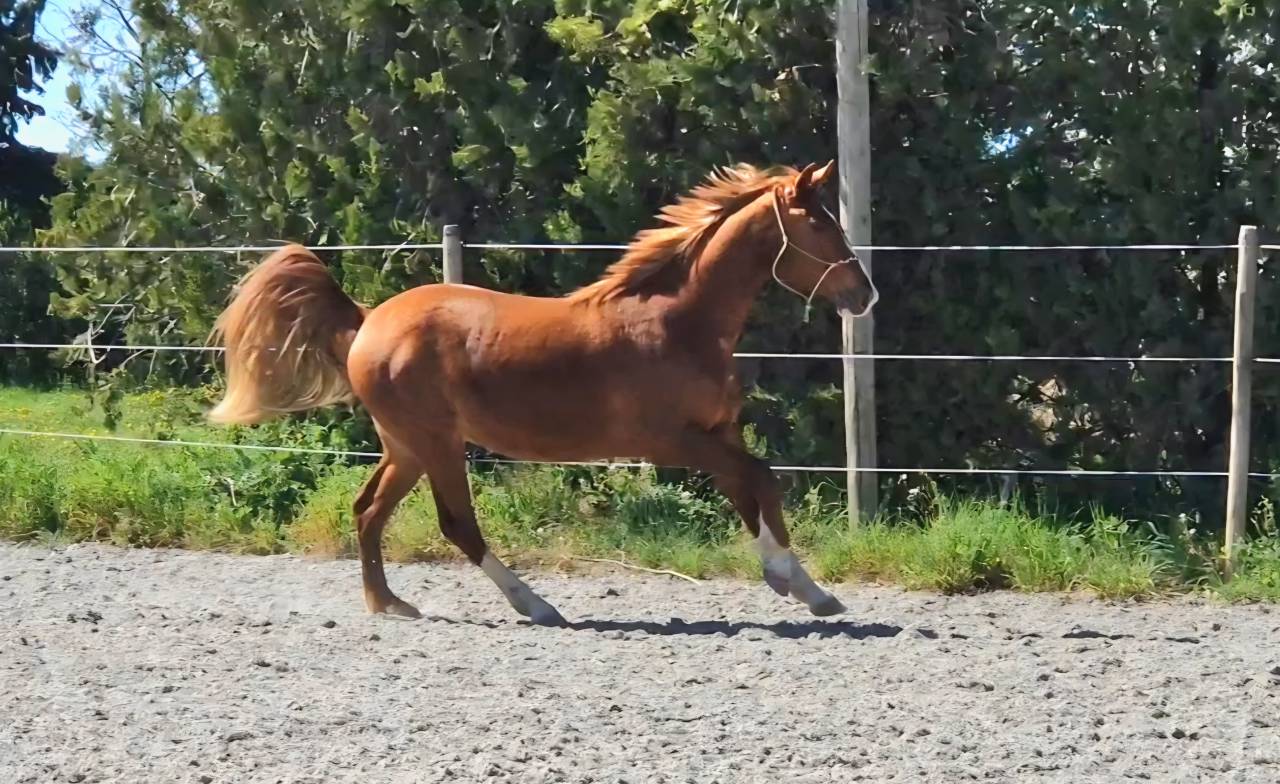 Castrone Sella Francese In vendita 2023 Crine lavato ,  Firth of Lorne