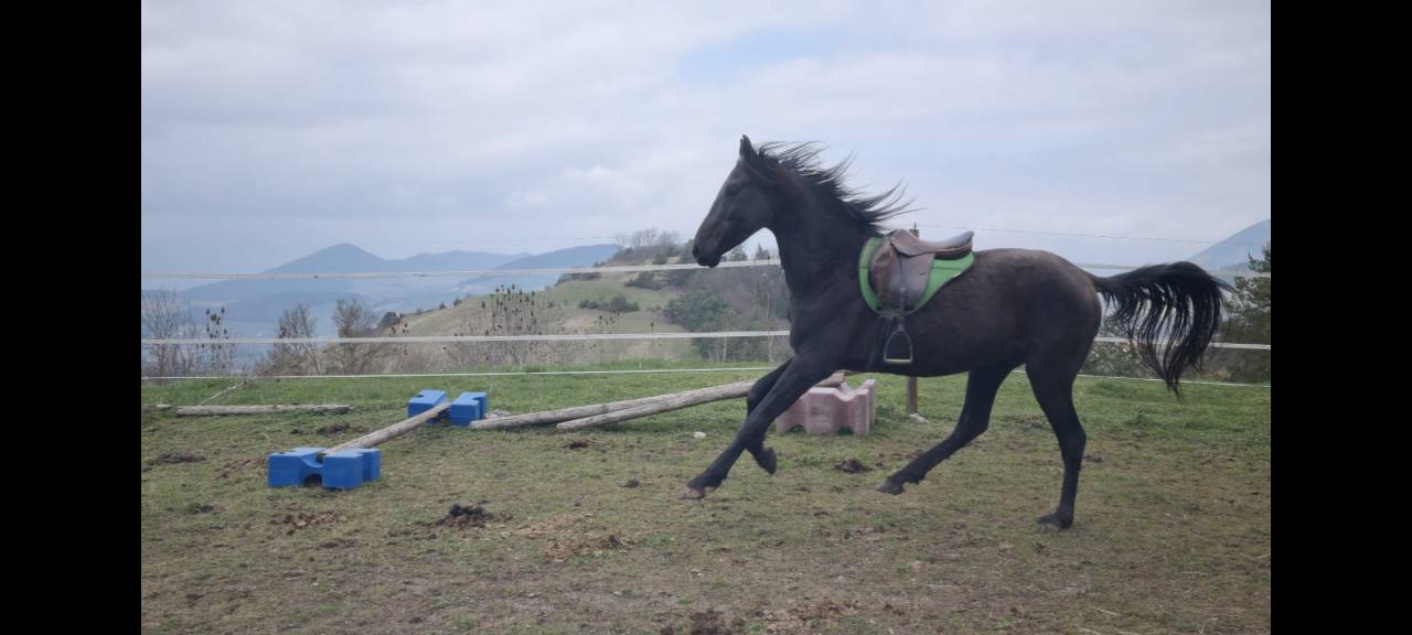 Stallone Akhal Teke In vendita 2021 Nero ,  Kemput