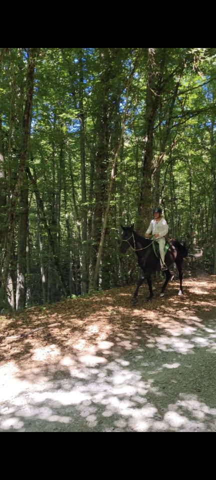 Stallone Akhal Teke In vendita 2021 Nero ,  Kemput