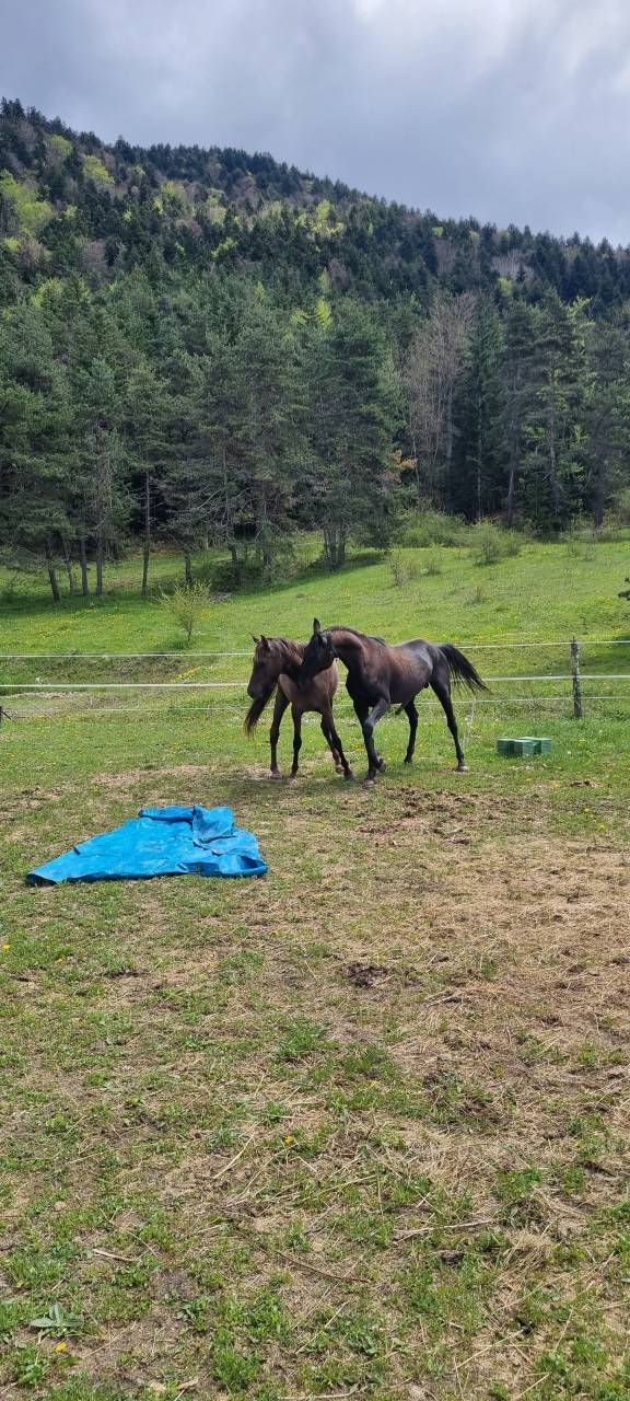 Stallone Akhal Teke In vendita 2021 Nero ,  Kemput