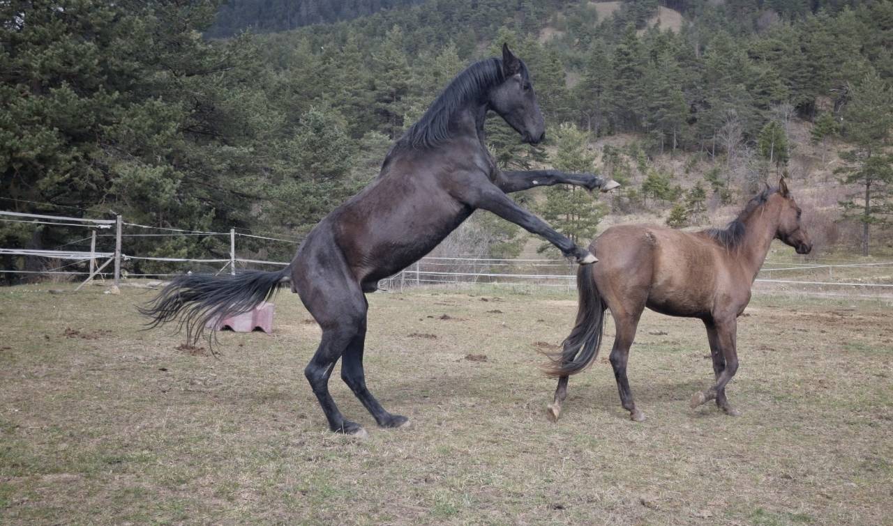 Stallone Akhal Teke In vendita 2021 Nero ,  Kemput