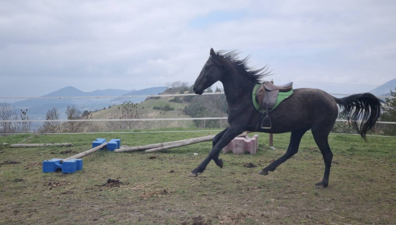 Stallone Akhal Teke In vendita 2021 Nero ,  Kemput