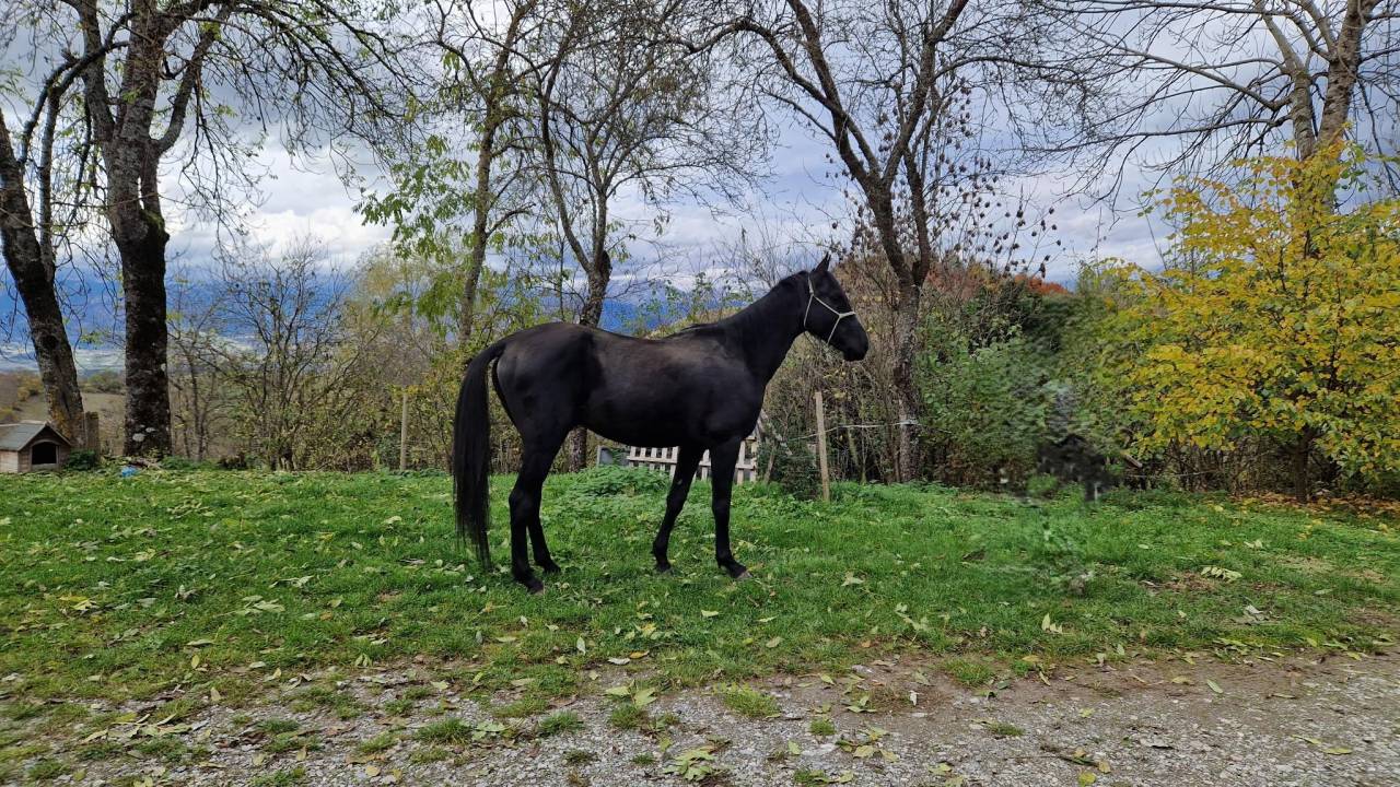 Stallone Akhal Teke In vendita 2021 Nero ,  Kemput