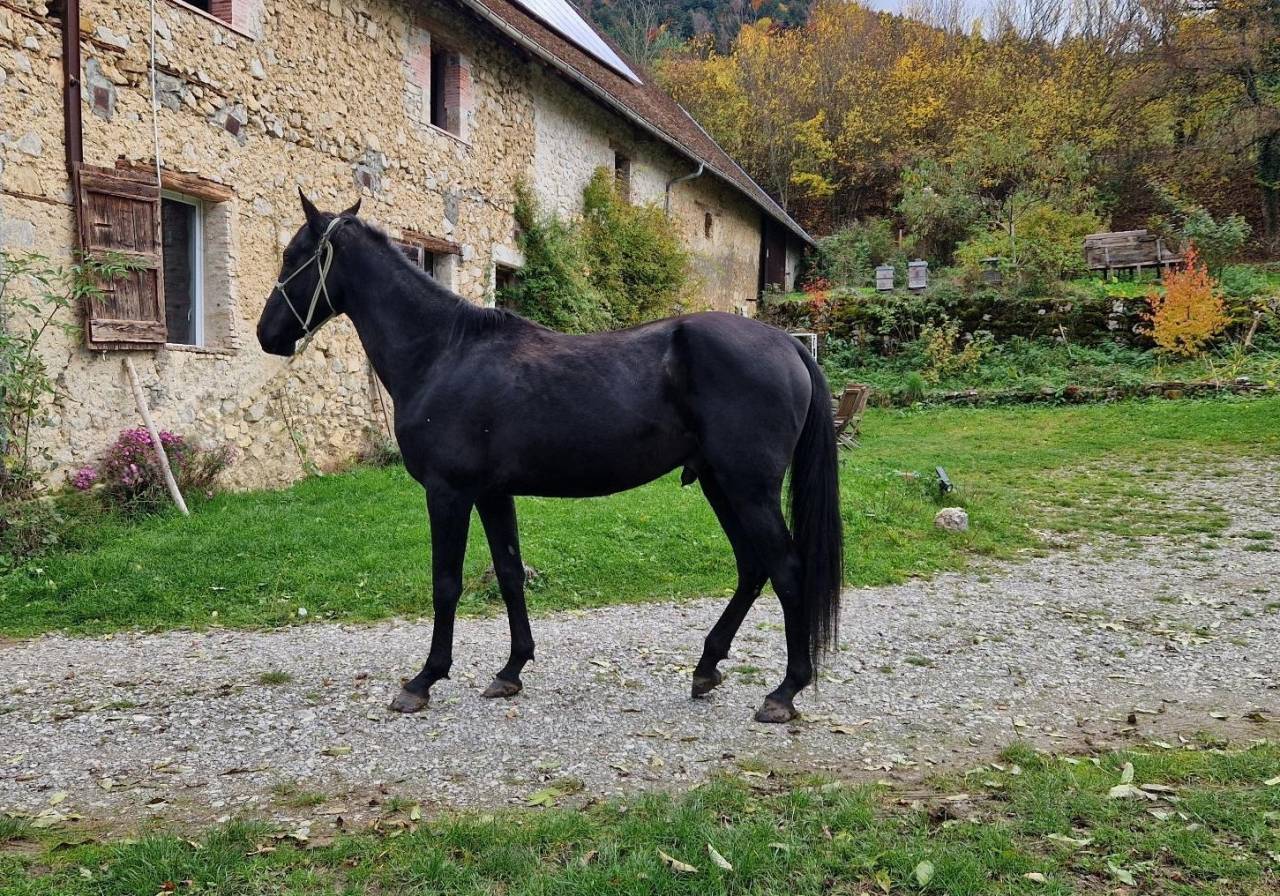 Stallone Akhal Teke In vendita 2021 Nero ,  Kemput