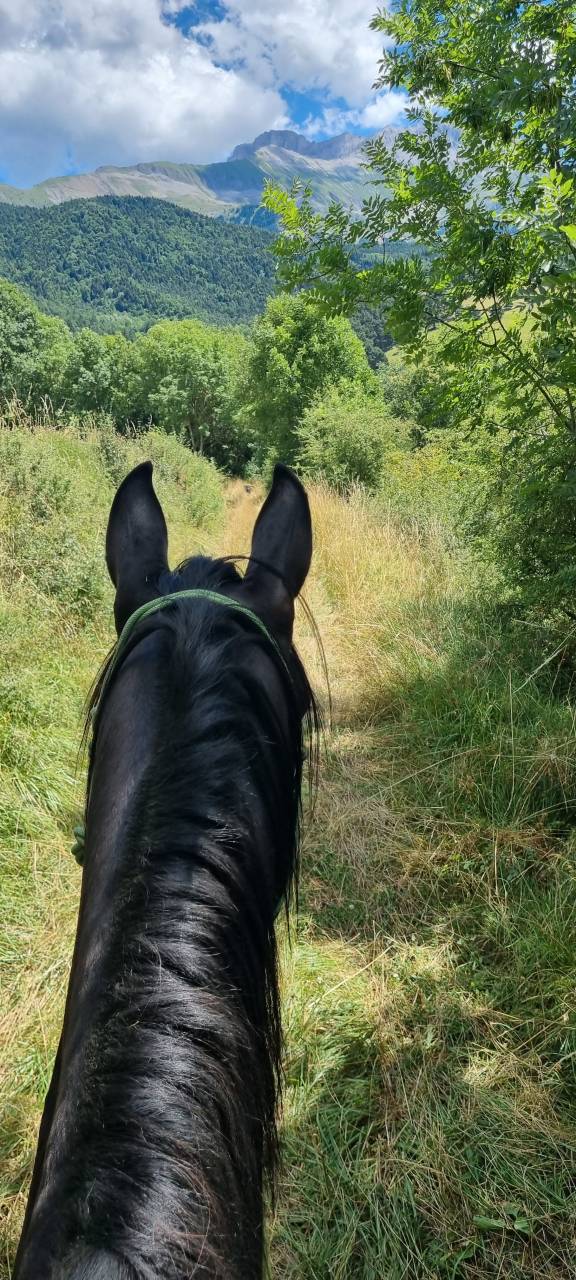 Stallone Akhal Teke In vendita 2021 Nero ,  Kemput