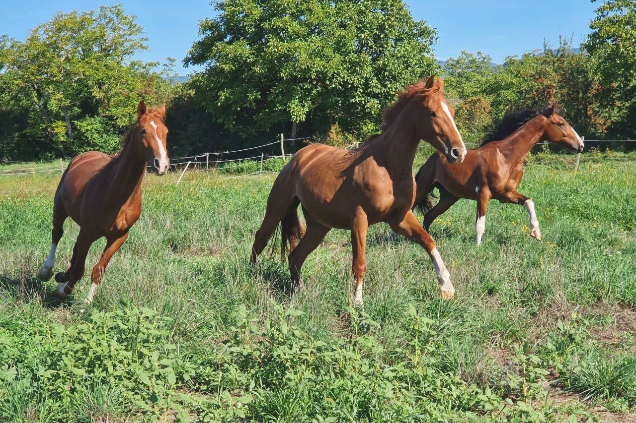 Castrone Sella Francese In vendita 2023 Sauro ,  I Am Semilly