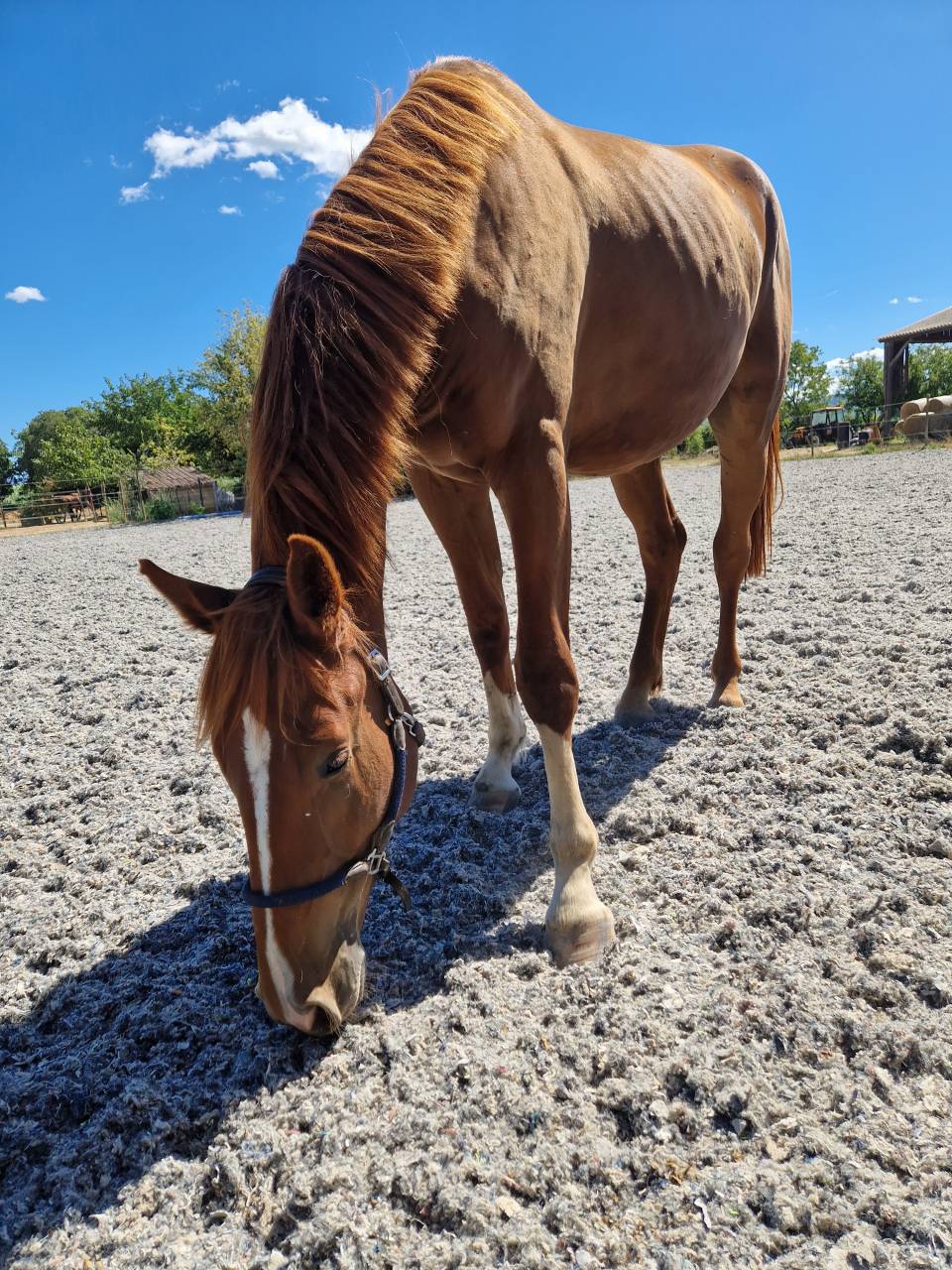 Castrone Sella Francese In vendita 2023 Sauro ,  I Am Semilly