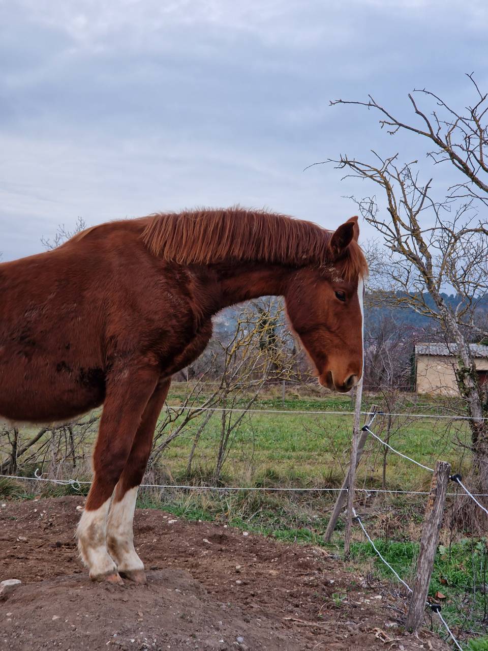 Castrone Sella Francese In vendita 2023 Sauro ,  I Am Semilly