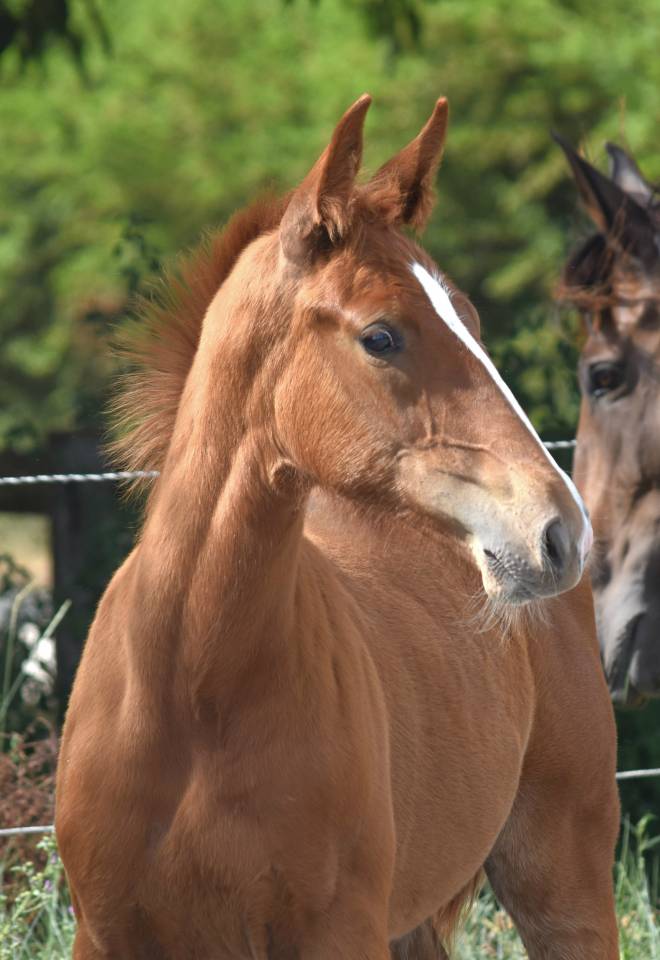 Castrone Sella Francese In vendita 2023 Sauro ,  I Am Semilly