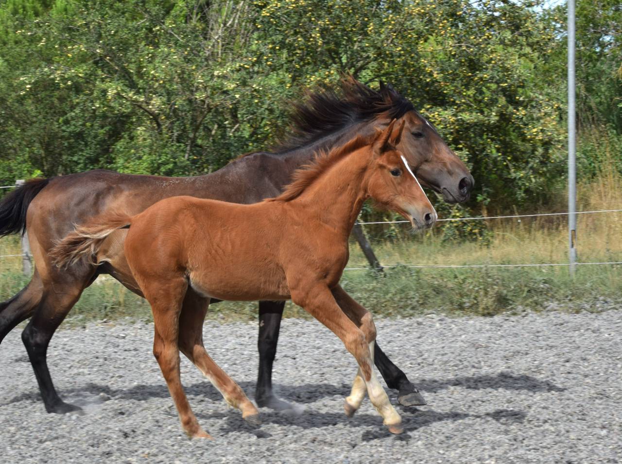Castrone Sella Francese In vendita 2023 Sauro ,  I Am Semilly