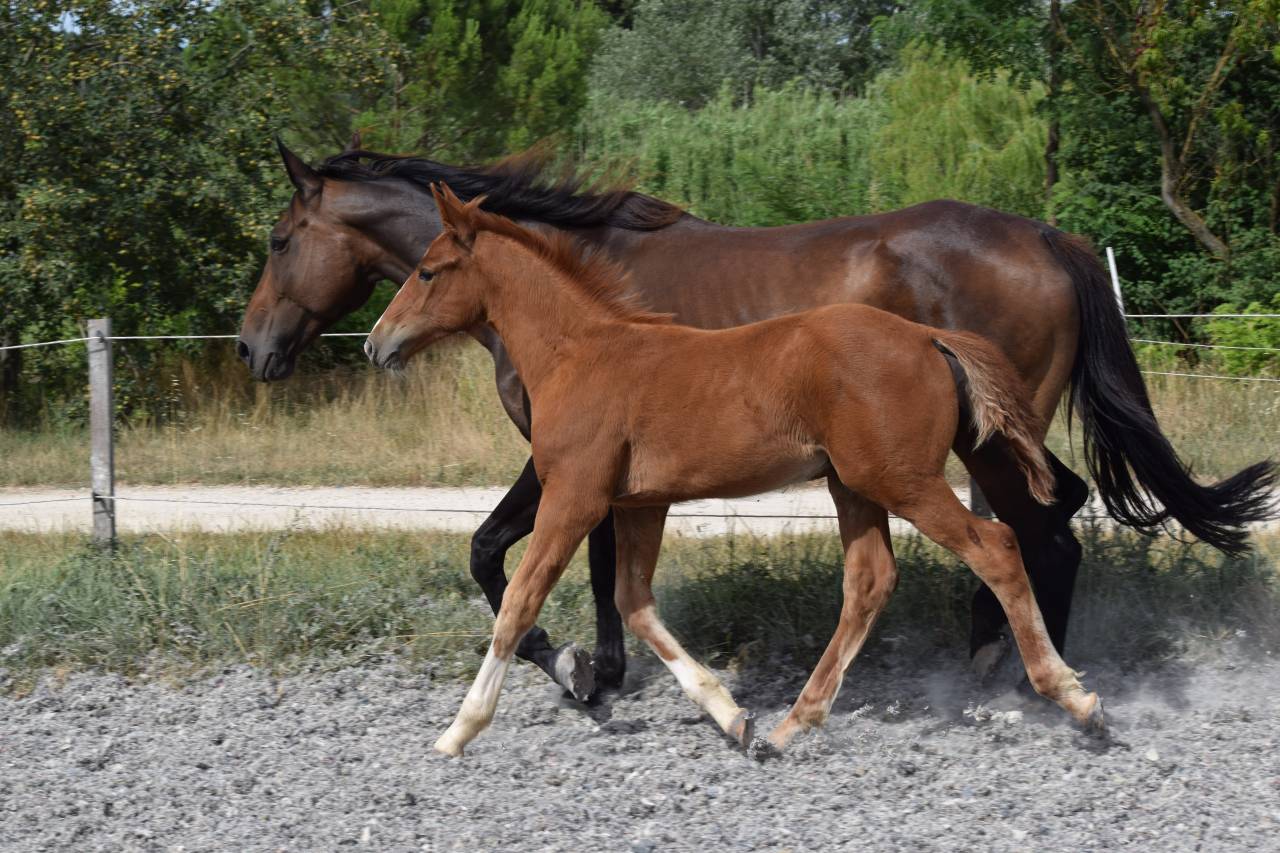 Castrone Sella Francese In vendita 2023 Sauro ,  I Am Semilly