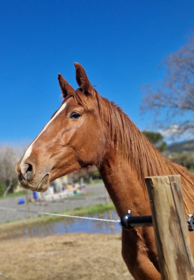 Castrone Sella Francese In vendita 2023 Sauro ,  I Am Semilly