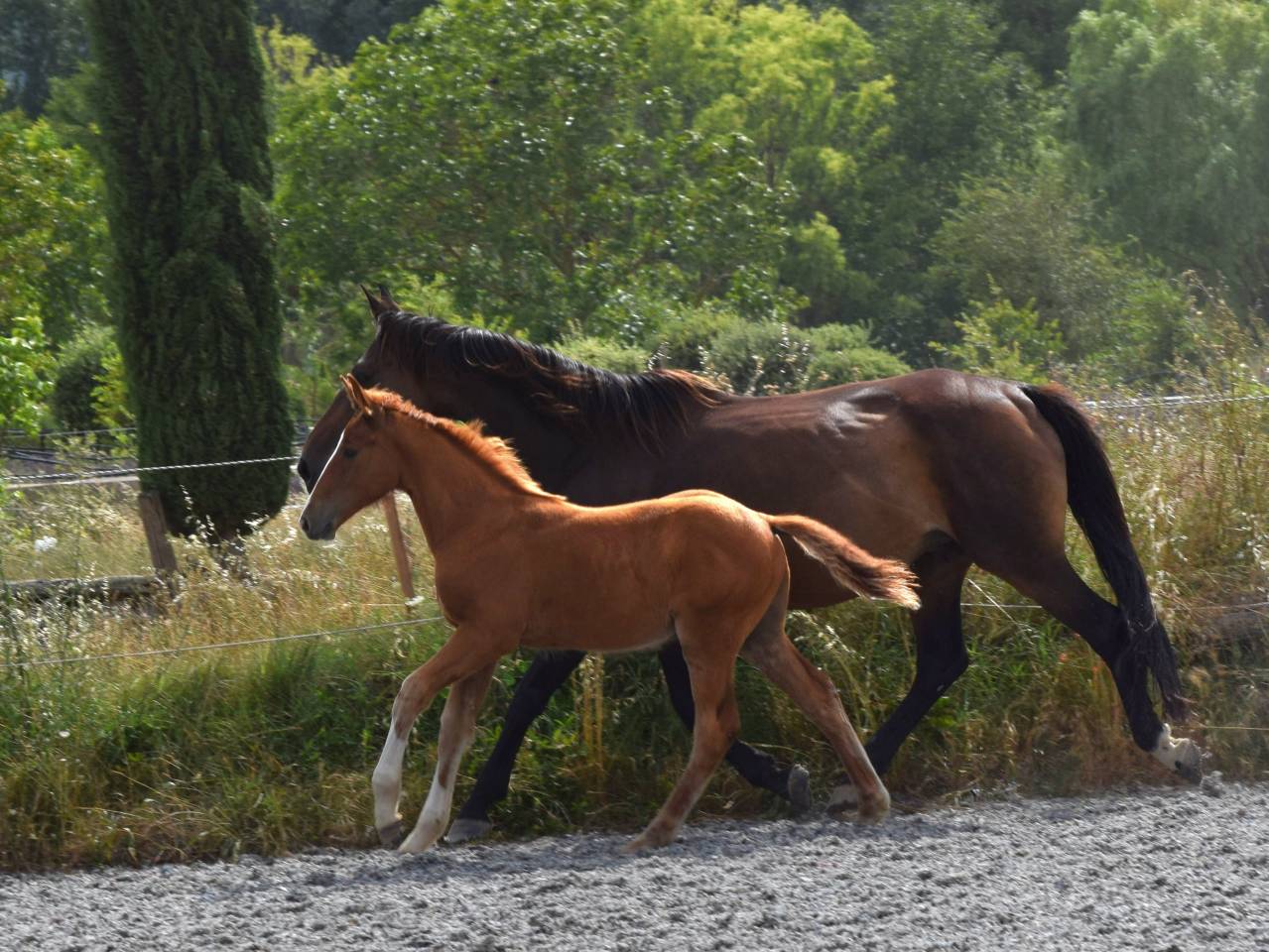 Castrone Sella Francese In vendita 2023 Sauro ,  I Am Semilly