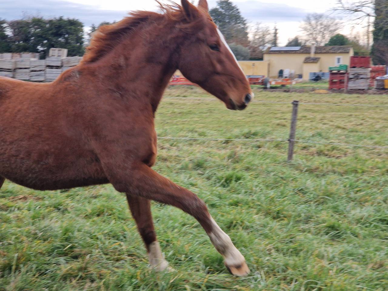 Castrone Sella Francese In vendita 2023 Sauro ,  I Am Semilly