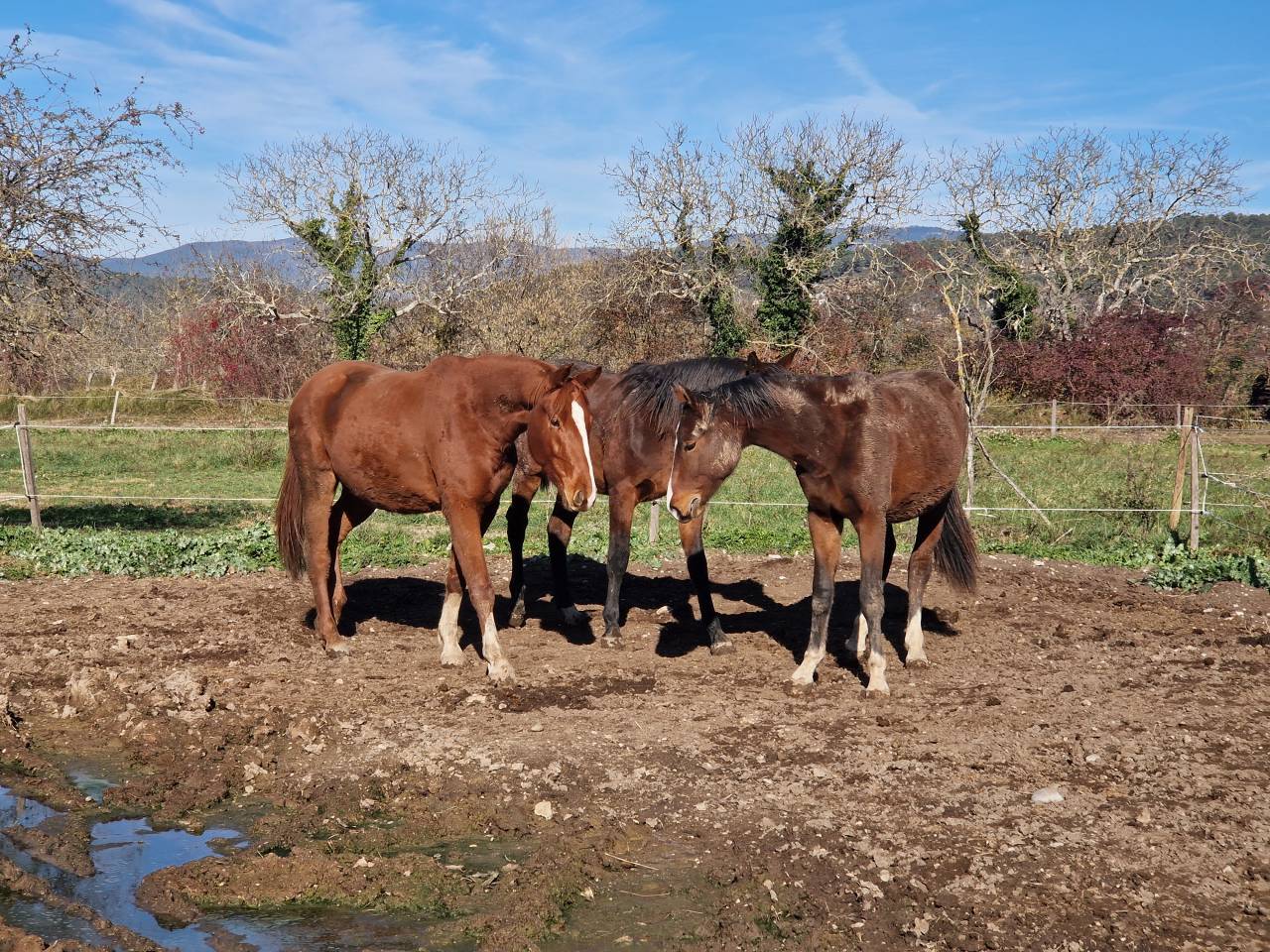 Castrone Sella Francese In vendita 2023 Sauro ,  I Am Semilly