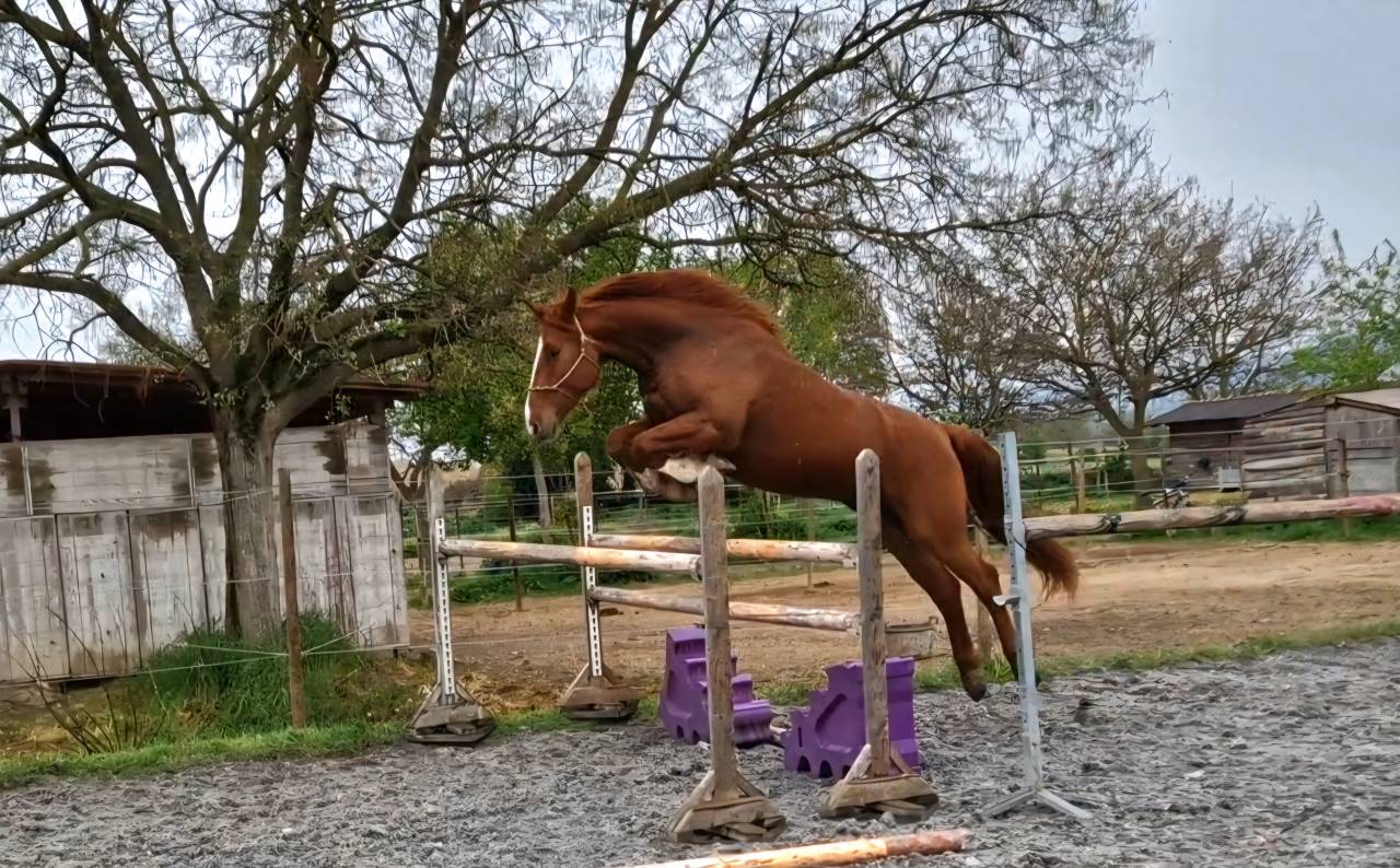 Castrone Sella Francese In vendita 2023 Sauro ,  I Am Semilly