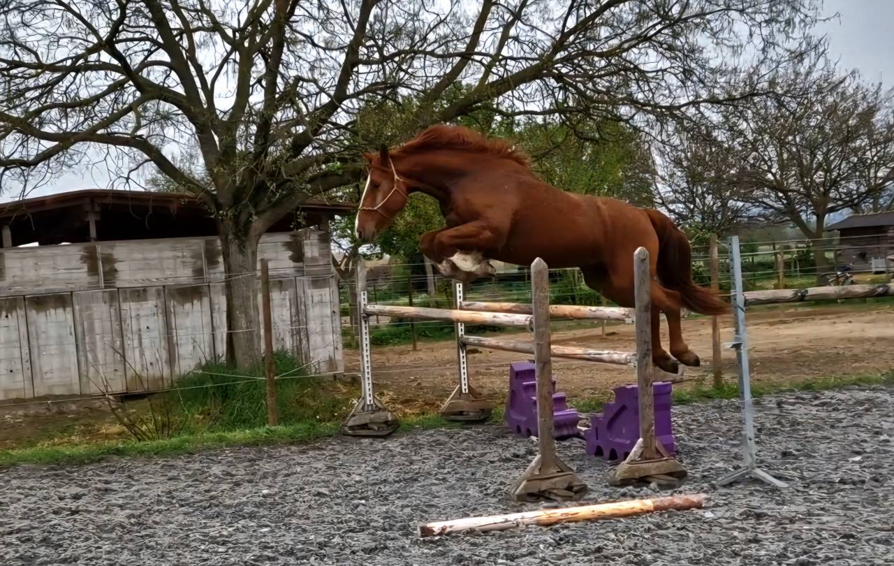 Castrone Sella Francese In vendita 2023 Sauro ,  I Am Semilly