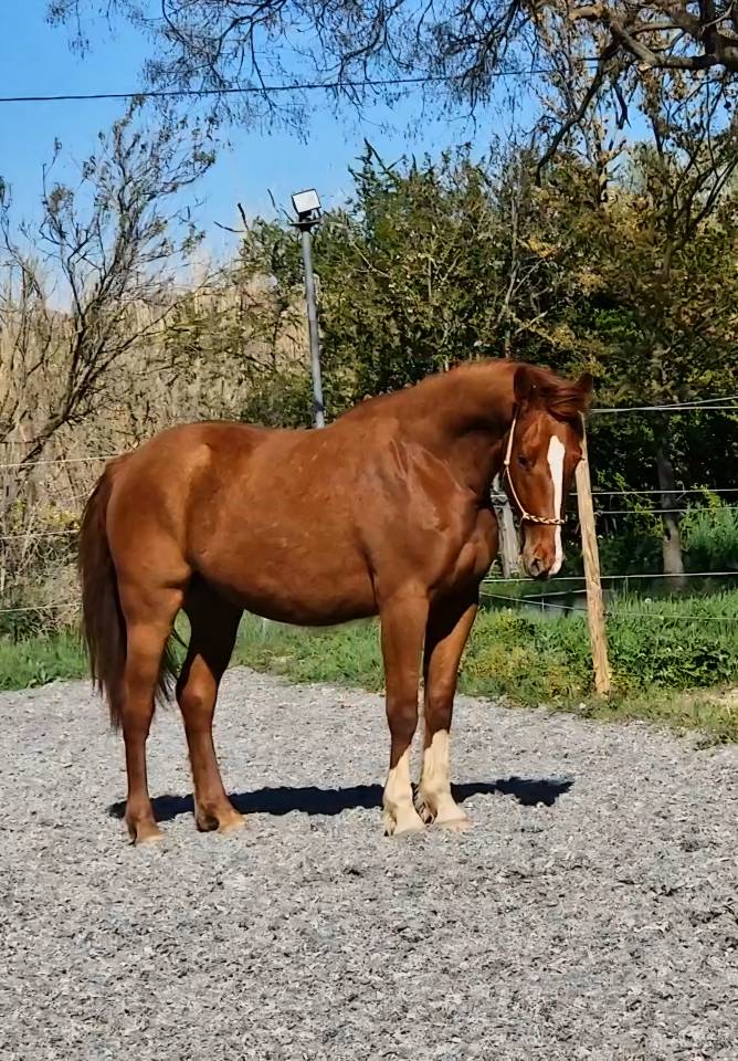 Castrone Sella Francese In vendita 2023 Sauro ,  I Am Semilly