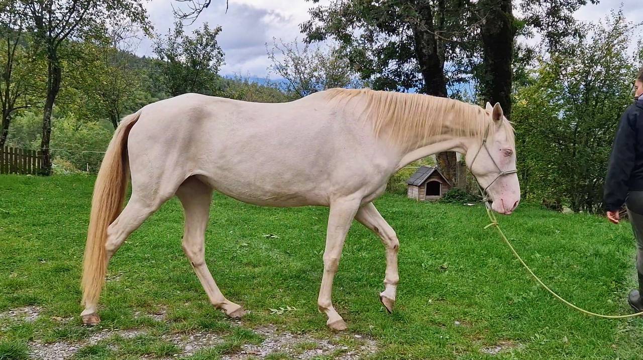 Cavalla Akhal Teke In vendita 2021 Cremello ,  Kemput AT