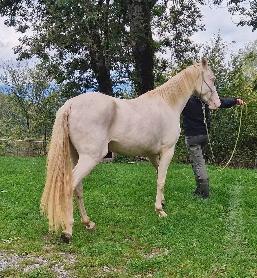 Cavalla Akhal Teke In vendita 2021 Cremello ,  Kemput AT