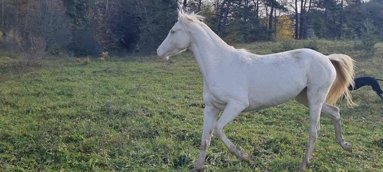 Cavalla Akhal Teke In vendita 2021 Cremello ,  Kemput AT
