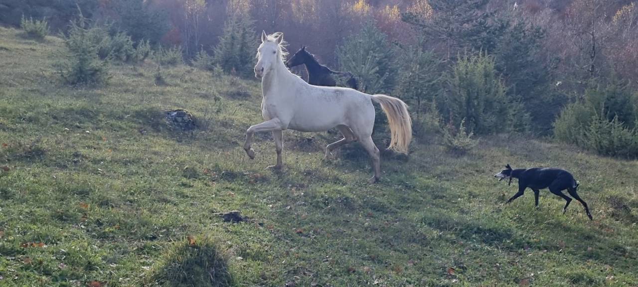 Cavalla Akhal Teke In vendita 2021 Cremello ,  Kemput AT
