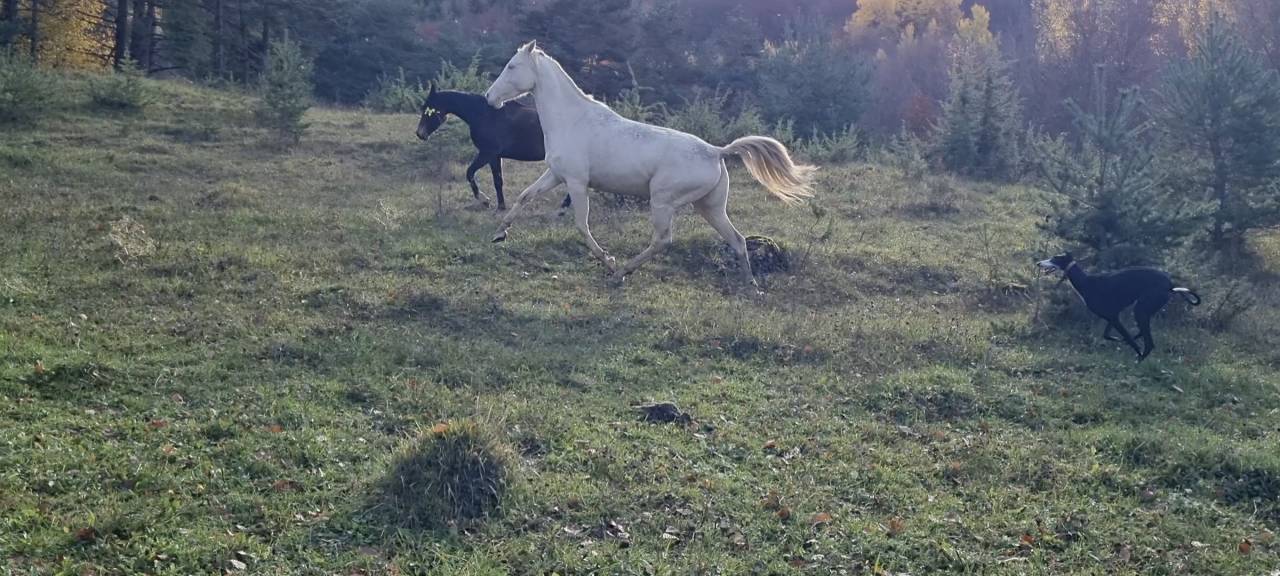 Cavalla Akhal Teke In vendita 2021 Cremello ,  Kemput AT