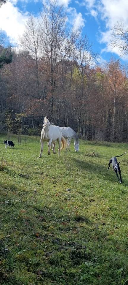 Cavalla Akhal Teke In vendita 2021 Cremello ,  Kemput AT