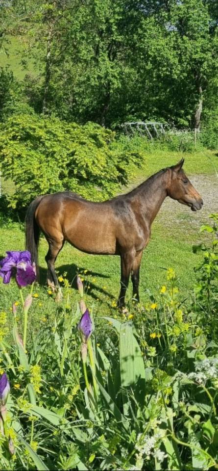 Cavalla Origine non conosciuta  In vendita 2021 Baio scuro ,  Dengiz