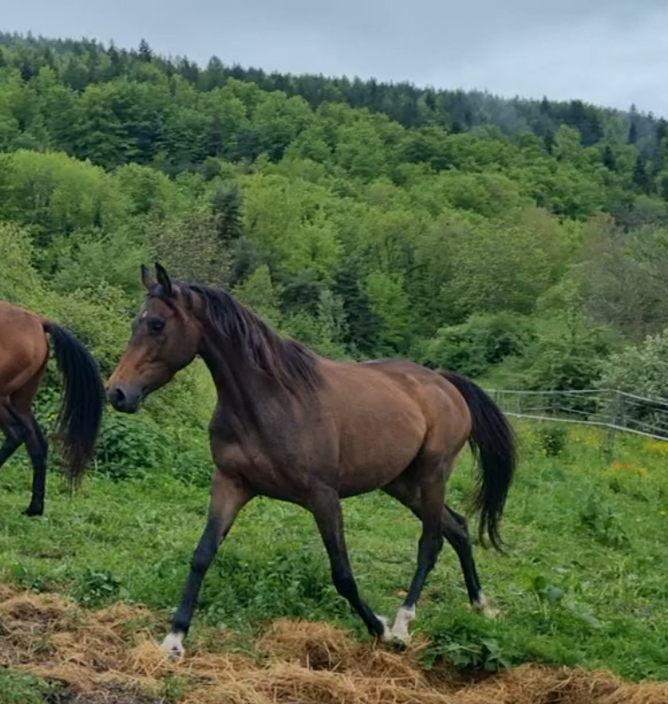 Cavalla Origine non conosciuta  In vendita 2021 Baio scuro ,  Dengiz