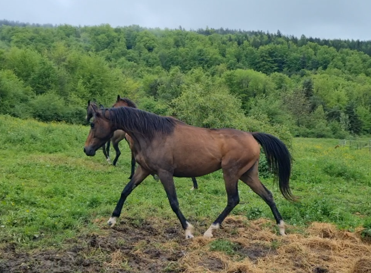 Cavalla Origine non conosciuta  In vendita 2021 Baio scuro ,  Dengiz