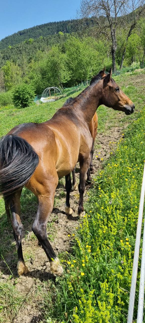 Cavalla Origine non conosciuta  In vendita 2021 Baio scuro ,  Dengiz